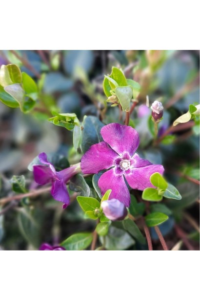 Барвінок малий Атропурпуреа 